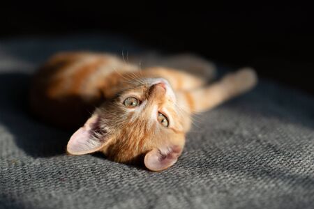 Little red kitten with blue eyes resting on sofa. Adorable little pet. Cute child animal. Tabby cat relaxing at home, natural lightの写真素材