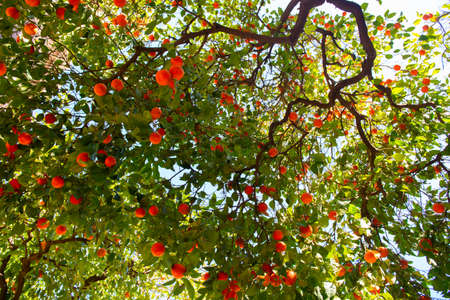 Orange tree with ripe fruits. Tangerine. Branch of fresh ripe oranges with leaves in sun beams....