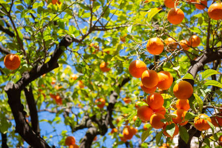 Orange tree with ripe fruits. Tangerine branchの写真素材
