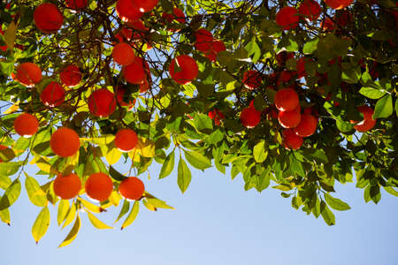 Orange tree with ripe fruits. Tangerine.