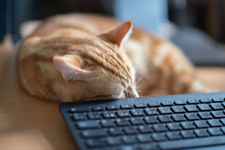 Beautiful young ginger tabby cat well-fed and satisfied sleeps at home working place next to keyboard and monitor screen.の写真素材