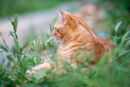 Beautiful young red tabby cat lying in the grass, summer nature outdoorの写真素材