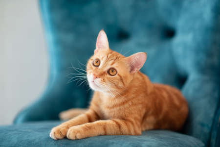 Beautiful young red tabby cat lying on blue chair at homeの写真素材