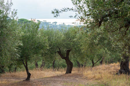 Mediterranean olive's trees garden with sea shining in the sun on the horizonの写真素材