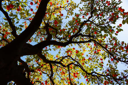 Orange tree with ripe fruits. Tangerine. Branch of fresh ripe oranges with leaves in sun beams....