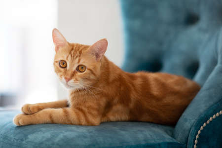 Beautiful young red tabby cat lying on blue chair at homeの写真素材