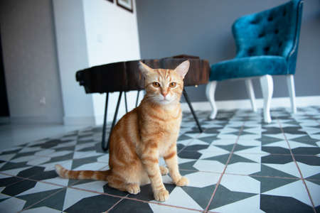 Funny young orange tabby cat at home with cozy modern design interior with elegant blue chair in retro style and black wooden coffee table over gray wall.の写真素材