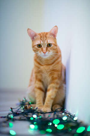 Beautiful young orange tabby cat plays with decor with Christmas lights, holiday home eve decorationの写真素材