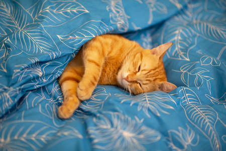 Funny young red tabby cat sleeps in bed at homeの写真素材