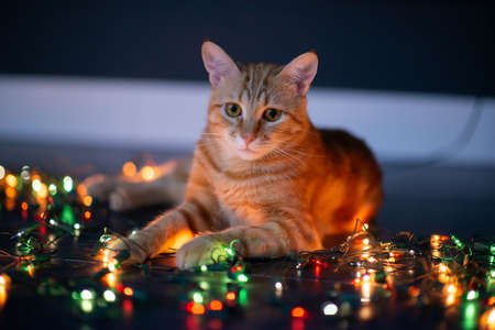 Beautiful young orange tabby cat plays with decor with Christmas lights, holiday home eve decoration