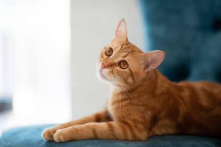 Beautiful young red tabby cat lying on blue chair at homeの写真素材