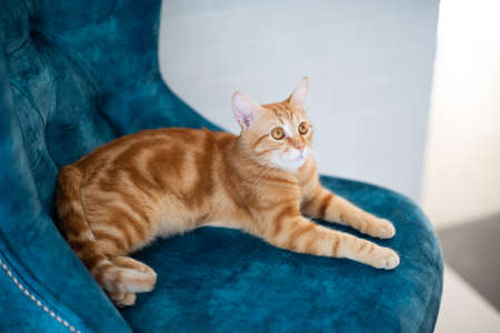 Beautiful young red tabby cat lying on blue chair at homeの写真素材
