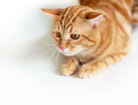 Funny young tabby red cat plays, isolated on white background.の写真素材
