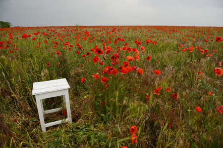Old obsolete wooden stool stands at poppy meadowの写真素材