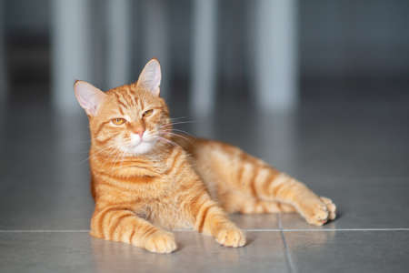 Cute funny red tabby kitten at home. Adorable young pet.の写真素材