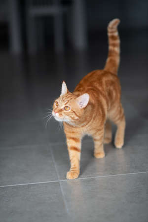 Cute funny red tabby kitten at home. Adorable young pet.の写真素材