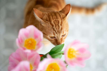 Young red tabby cat sniffs tulip spring flowers at homeの写真素材