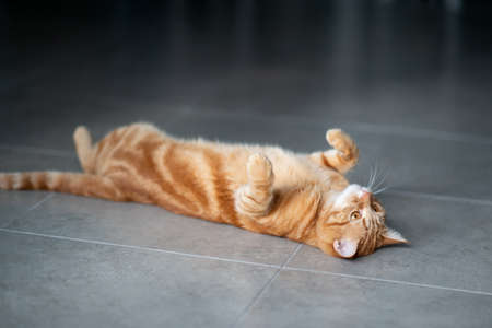Cute funny red tabby kitten at home. Adorable young pet.の写真素材