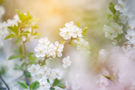 Branch of blossom sakura tree with white flowers, beauty in nature, beautiful spring nature background. Bloomingの写真素材