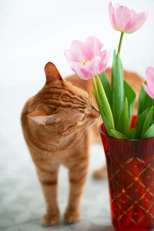 Young red tabby cat sniffs tulip spring flowers at homeの写真素材