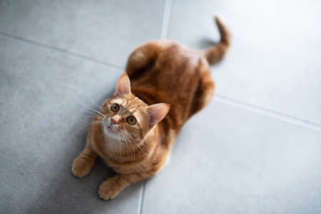 Cute funny red tabby kitten at home. Adorable young pet.の写真素材
