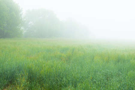 Beautiful field with trees and fog at springの写真素材