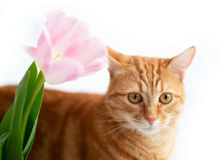Young red tabby cat sniffs tulip spring flowers at homeの写真素材