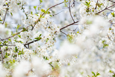 Branch of blossom sakura tree with white flowers, beauty in nature, beautiful spring nature backgroundの写真素材