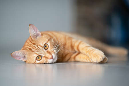 Cute funny red tabby kitten at home. Adorable young pet.の写真素材