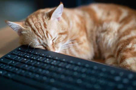 Beautiful young ginger tabby cat well-fed and satisfied sleeps at home working place next to keyboard and monitor screen.の写真素材