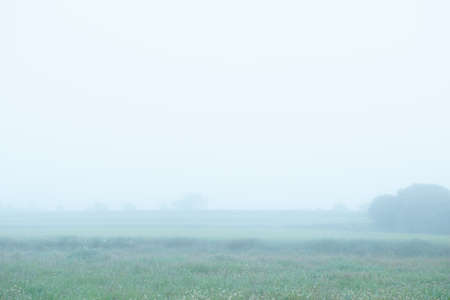 Beautiful country landscape with tree and road, spring background at foggy weatherの写真素材