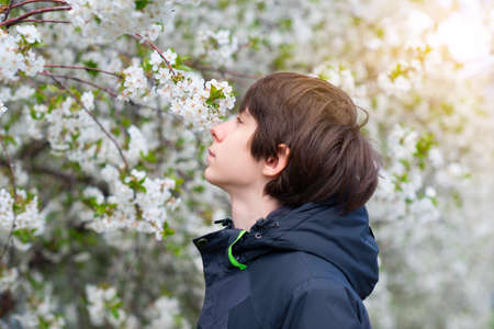 Boy sniffs the scent of blossom sakura tree with white flowers, beauty in nature, beautiful spring nature background. Bloomingの写真素材
