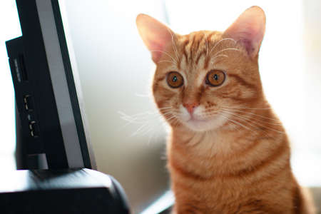 Beautiful young ginger tabby cat well-fed and satisfied sits at home working place next to keyboard...