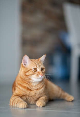 Cute funny red tabby kitten at home. Adorable young pet.の写真素材