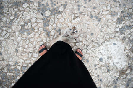 Blue eyed cat peeps out from under the black long dress of the hostess and looks up on cobblestones...