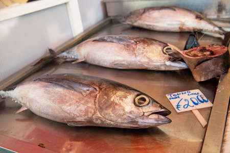 Fresh fish solds on seafood market in Italy. Tuna
