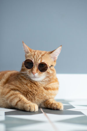 Fashion red tabby cat wearing sunglasses posing indoor. Gorgeous fluffy adorable young pet.の写真素材