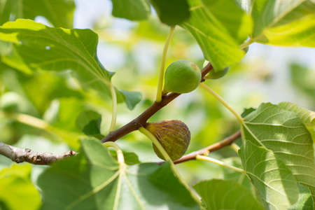 Fig fruits growing on the tree