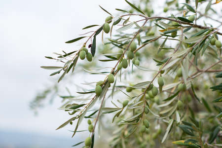 Olive trees growing in Sicilian garden. Branches with ripe fruits, Mediterranean olive grove
