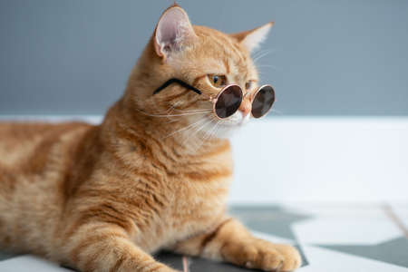 Fashion red tabby cat wearing sunglasses posing indoor. Gorgeous fluffy adorable young pet.の写真素材