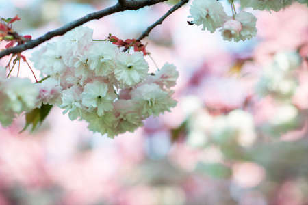 Branch of sakura with white and rose flowers blossom. Cherry tree with flowers blooming, beautiful...
