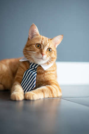 Fashion red tabby cat wearing business tie with white shirt collar. Gorgeous fluffy adorable young pet ready for office workの写真素材