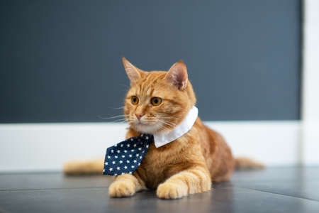 Fashion red tabby cat wearing business tie with stars and white shirt collar. Gorgeous fluffy adorable young pet ready for office workの写真素材