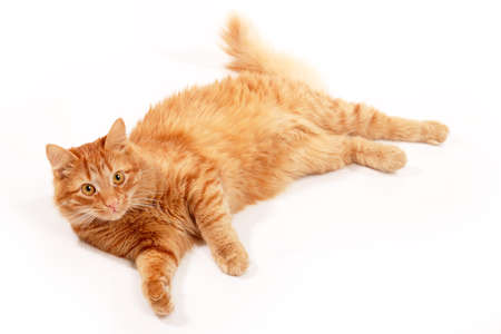 Cute funny red tabby cat at studio over white background. Adorable young pet.の写真素材
