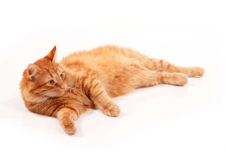 Cute funny red tabby cat at studio over white background. Adorable young pet.の写真素材