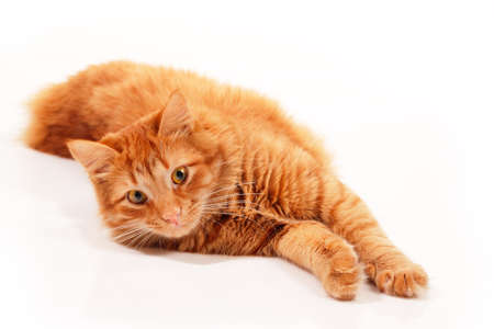 Cute funny red tabby cat at studio over white background. Adorable young pet.の写真素材