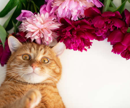 Adorable funny ginger tabby cat posing over blooming peonies flowers.の写真素材
