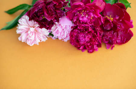 Peonies on orange background with copy space for your message. Seasonal flowers natural card, wallpaper or posterの写真素材