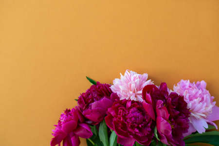 Peonies on orange background with copy space for your message. Seasonal flowers natural card,...