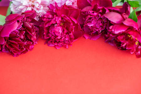 Peonies on red background with copy space for your message. Seasonal flowers natural card, wallpaper or posterの写真素材